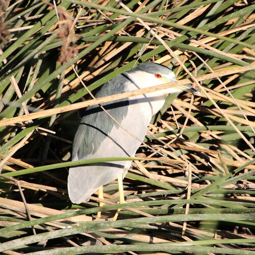 iNaturalist observation photo of Black-crowned Night Heron