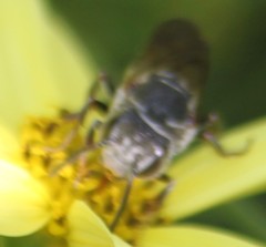 Coelioxys sayi