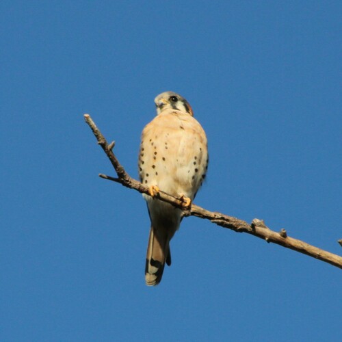 iNaturalist observation photo of American Kestrel