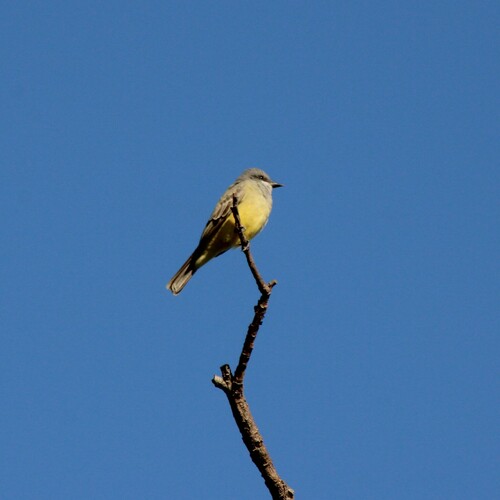iNaturalist observation photo of Cassin's Kingbird