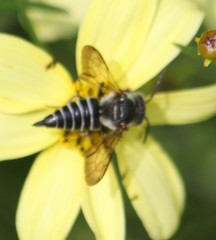 Coelioxys sayi