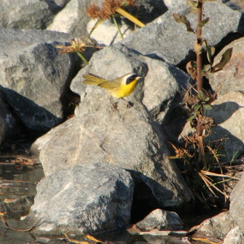 iNaturalist observation photo of Common Yellowthroat