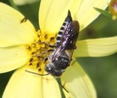 Coelioxys sayi