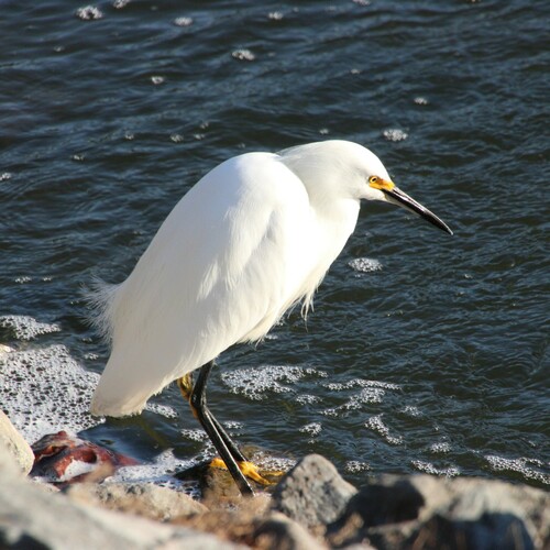 iNaturalist observation photo of Snowy Egret