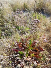 Limonium californicum