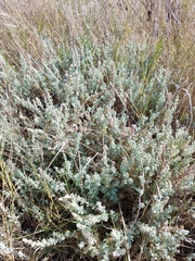 Extriplex californica