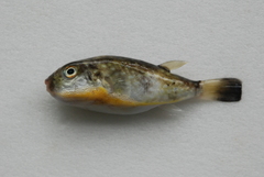 Chelonodontops patoca