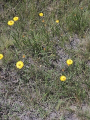 (c) Michael McBain, some rights reserved (CC BY) Xerochrysum palustre, photograph (c) Michael McBain, some rights reserved (CC BY)
