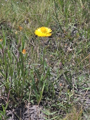 (c) Michael McBain, some rights reserved (CC BY) Xerochrysum palustre, photograph (c) Michael McBain, some rights reserved (CC BY)