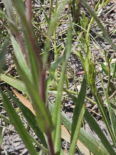 Xerochrysum palustre, photograph 6