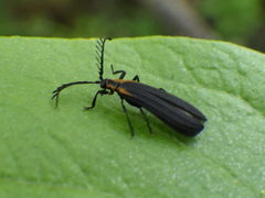 Leptoceletes basalis