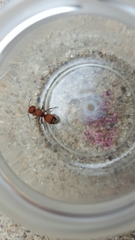 Dasymutilla creon