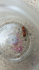 Dasymutilla creon
