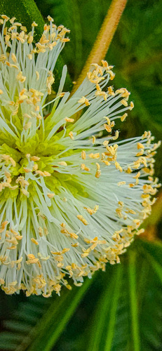 Leucaena leucocephala