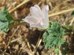 Malva neglecta