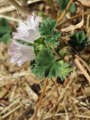 Malva neglecta