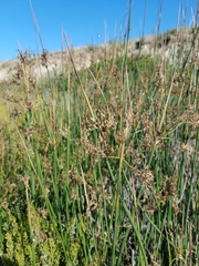 Juncus textilis