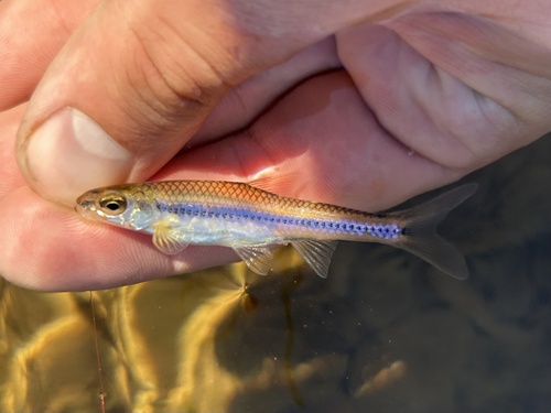 Swallowtail shiner (Notropis procne) — Cyprinidae