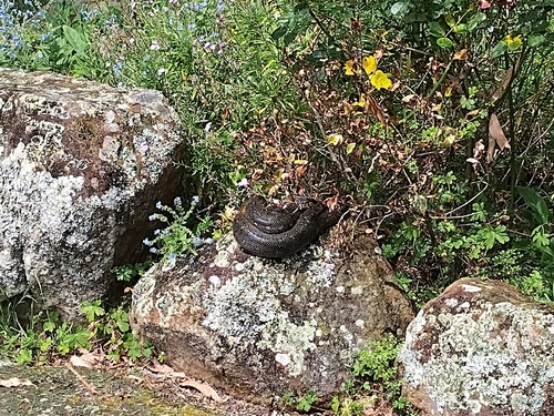 Diamond Python sighting