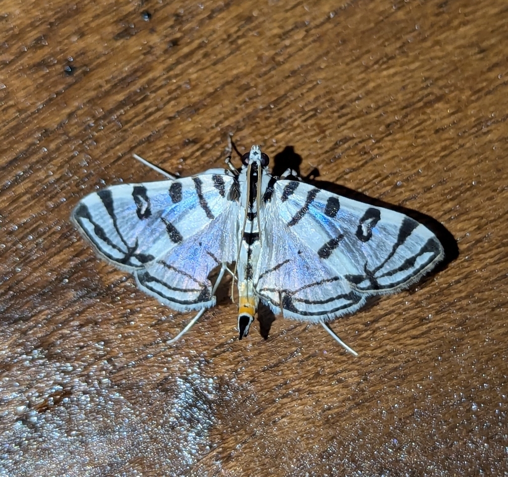 Conchylodes platinalis
