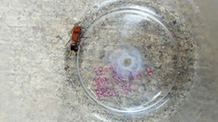 Pseudomethoca vanduzei