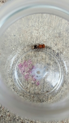 Pseudomethoca vanduzei