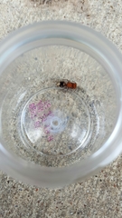 Pseudomethoca vanduzei