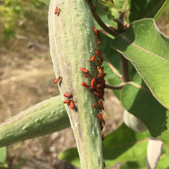 Oncopeltus fasciatus