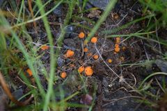 Byssonectria fusispora