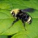 Yellow-faced Bumble Bee - Photo (c) Eric Running, some rights reserved (CC BY-NC), uploaded by Eric Running