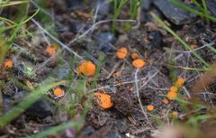 Byssonectria fusispora