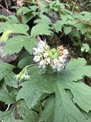 Hydrophyllum tenuipes