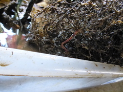 Tubulanus