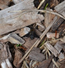 Hemipenthes morioides