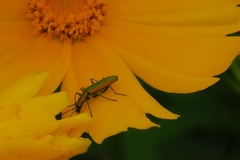 Chrysanthia reitteri