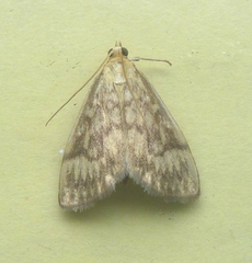 Crocidophora serratissimalis