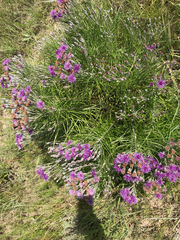 Vernonia lindheimeri