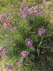 Vernonia lindheimeri