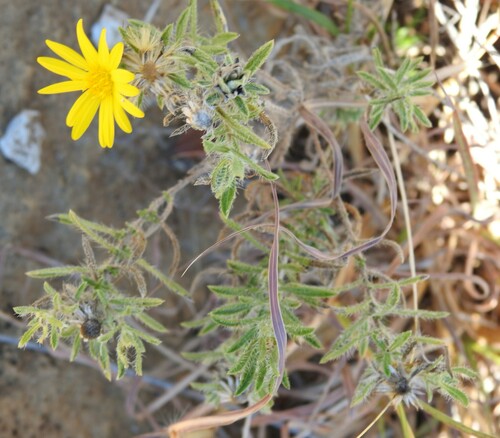 Image of Stiffleaf False Goldenaster (Heterotheca stenophylla) by (c) saltyhiker, some rights reserved (CC BY)