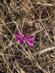Clarkia unguiculata