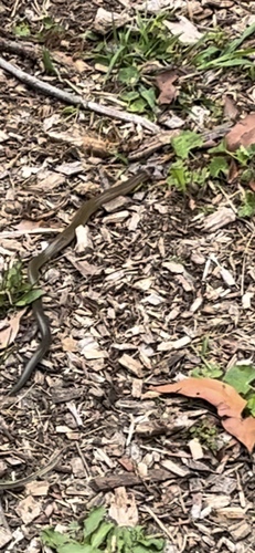 Three-clawed Worm-skink