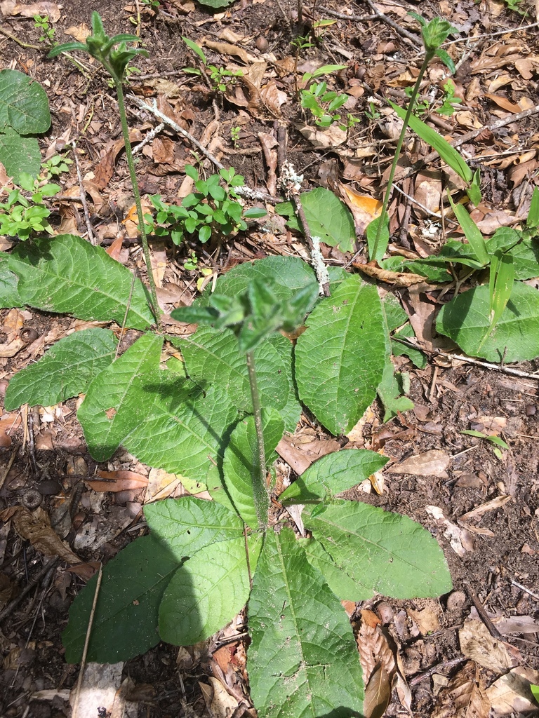 Elephant's Feet From 30024, Suwanee, Ga, Us On July 12, 2019 At 04:39 