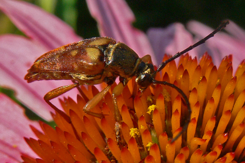 Banded Longhorn Beetle photo 5