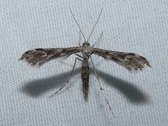 Hellinsia inquinatus