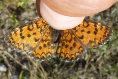 Melitaea trivia