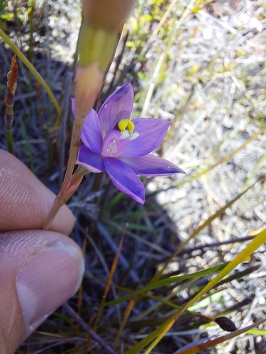 Image of Thelymitra holmesii by (c) Brendan Costello, some rights reserved (CC BY)