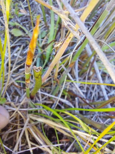 Image of Thelymitra holmesii by (c) Brendan Costello, some rights reserved (CC BY)