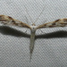 Mountain Plume Moth - Photo (c) kens18, some rights reserved (CC BY-NC), uploaded by kens18