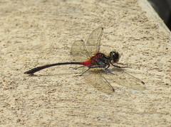 Nesogonia blackburni