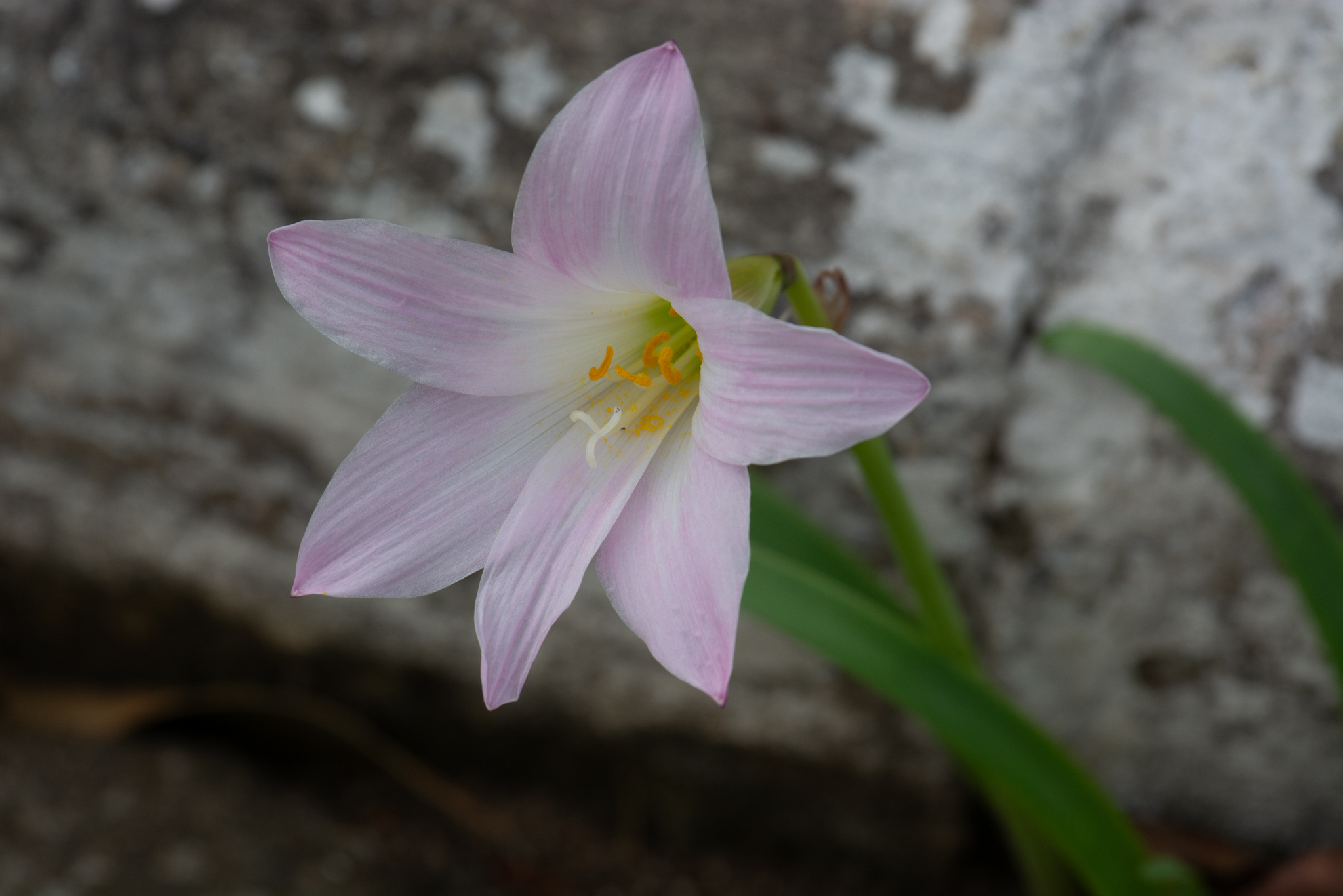Zephyranthes robusta